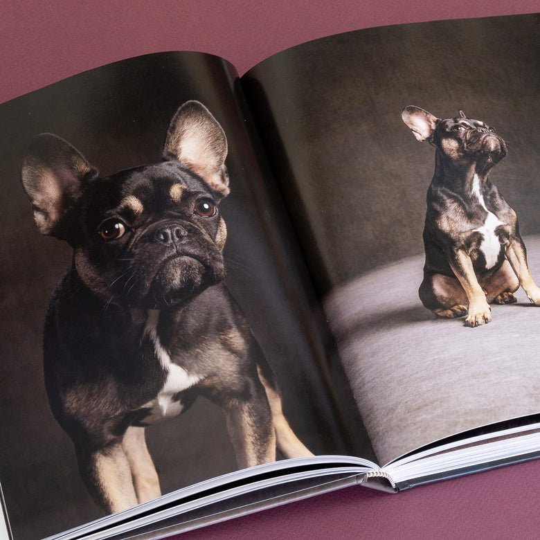 A fun gift filled with amazing dog photographs by Vincent Musi.