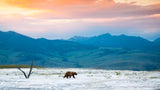 Shaun Terhune photo of bear against mountainside. 